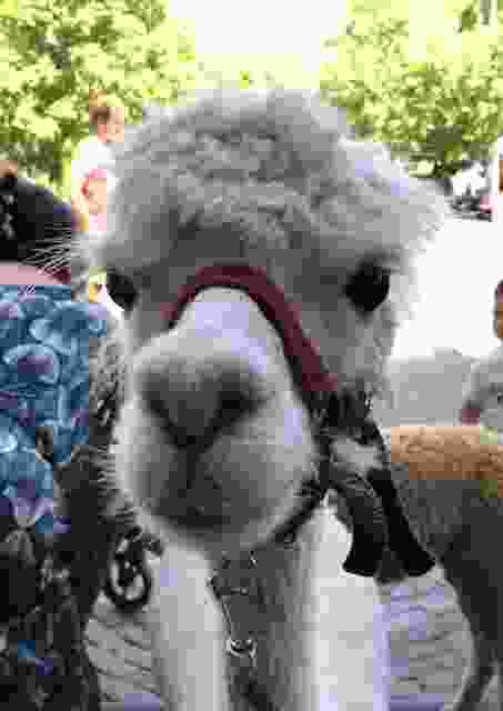 Alpaca's op bezoek